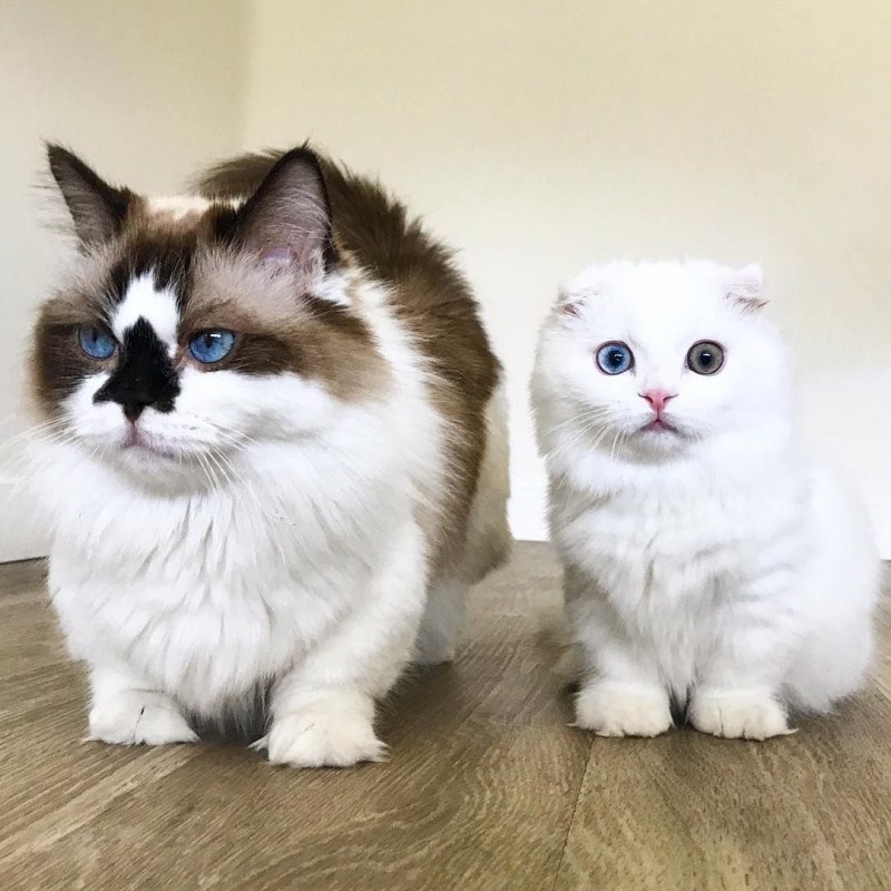 Коротколапые котята Манчкин