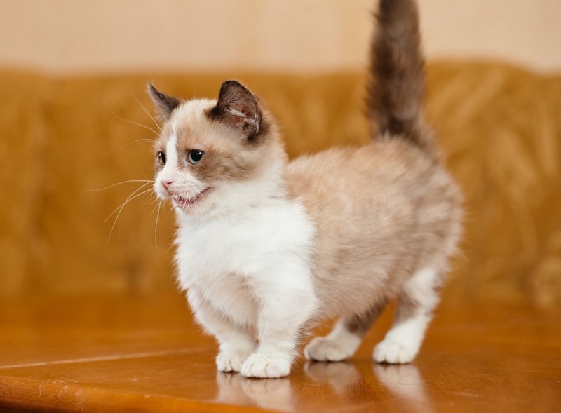 Манчик кот