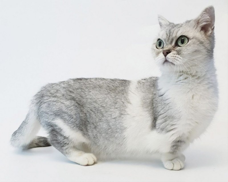 Манчкин шиншилла