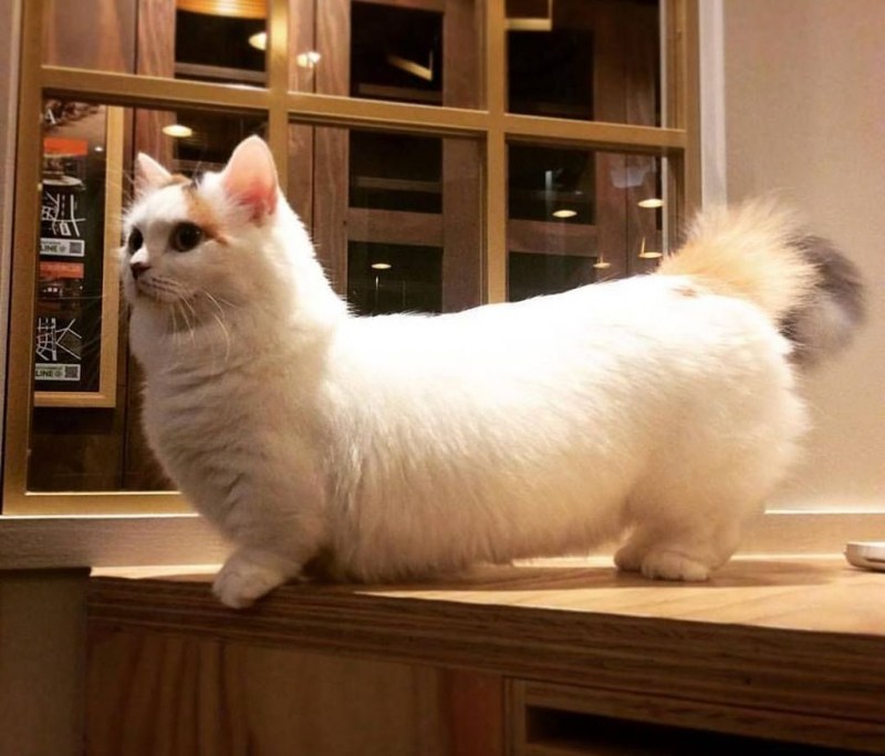 Манчкин кошка