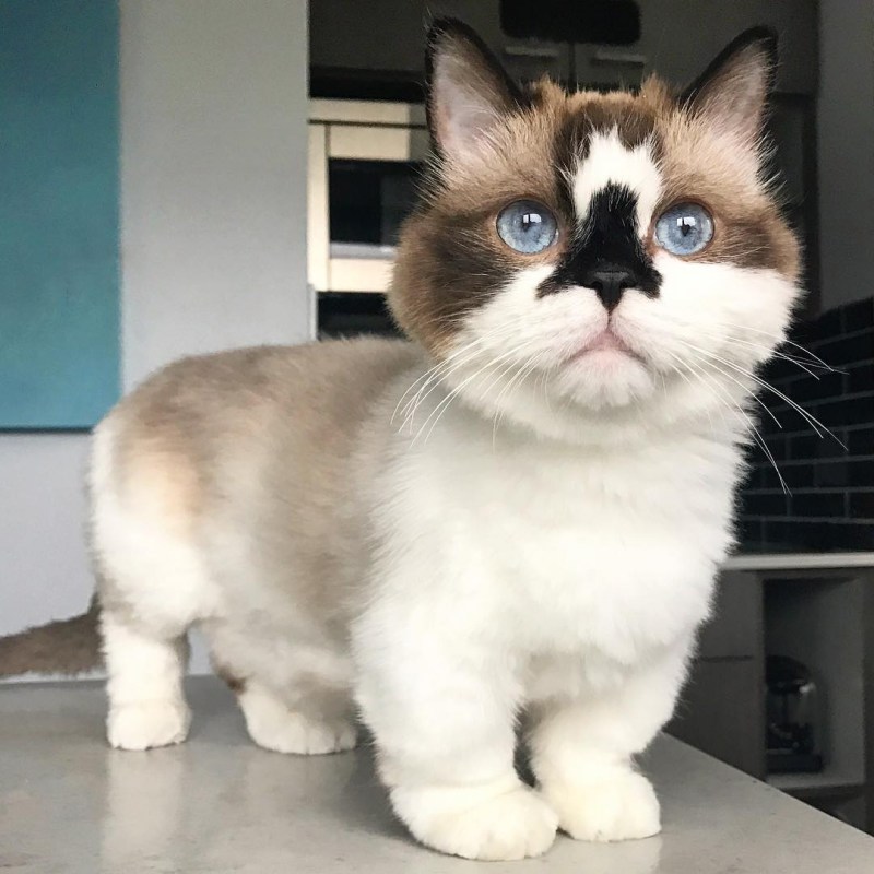 Манчкин кошка