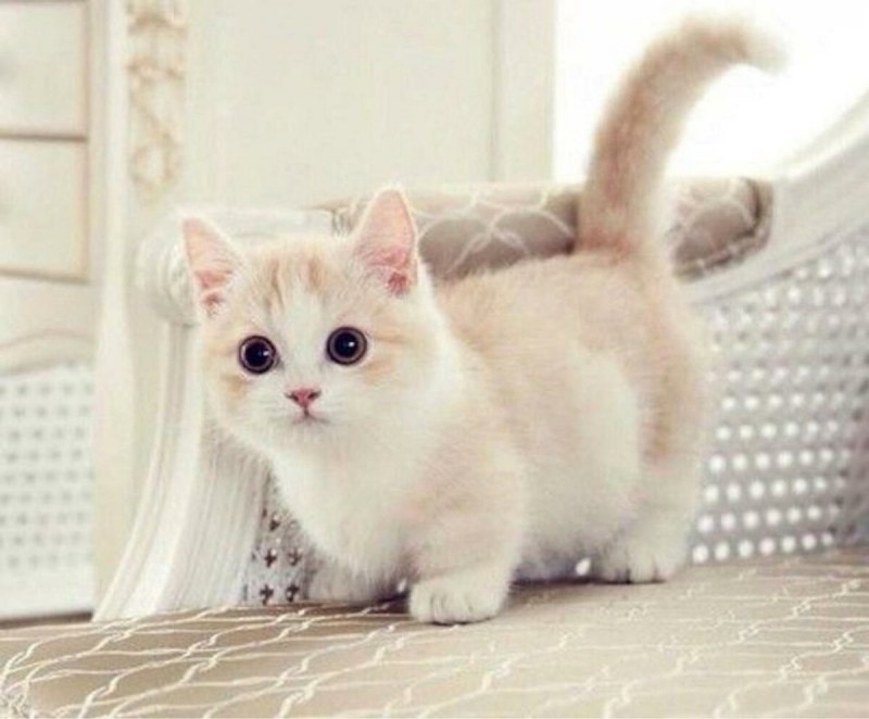 Манчкин кот
