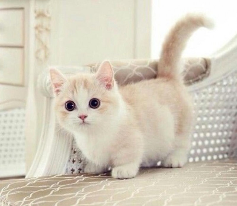 Манчкин кот