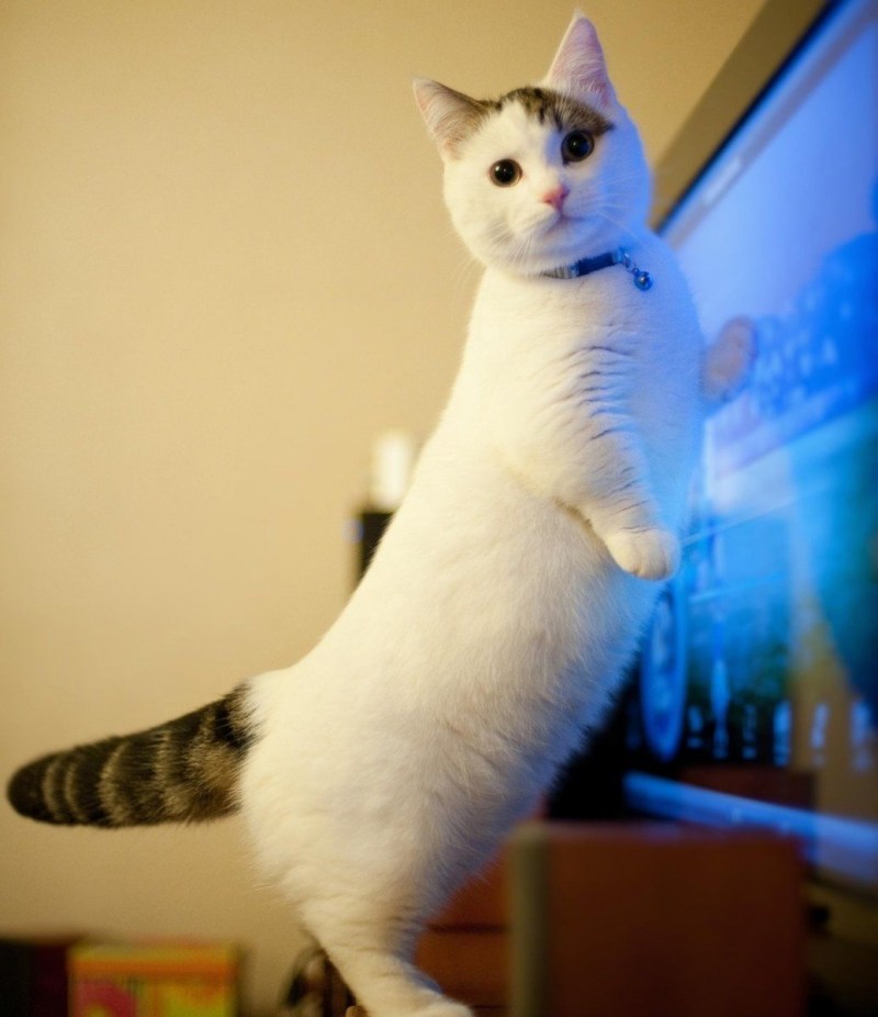Манчкин кошка короткошерстная