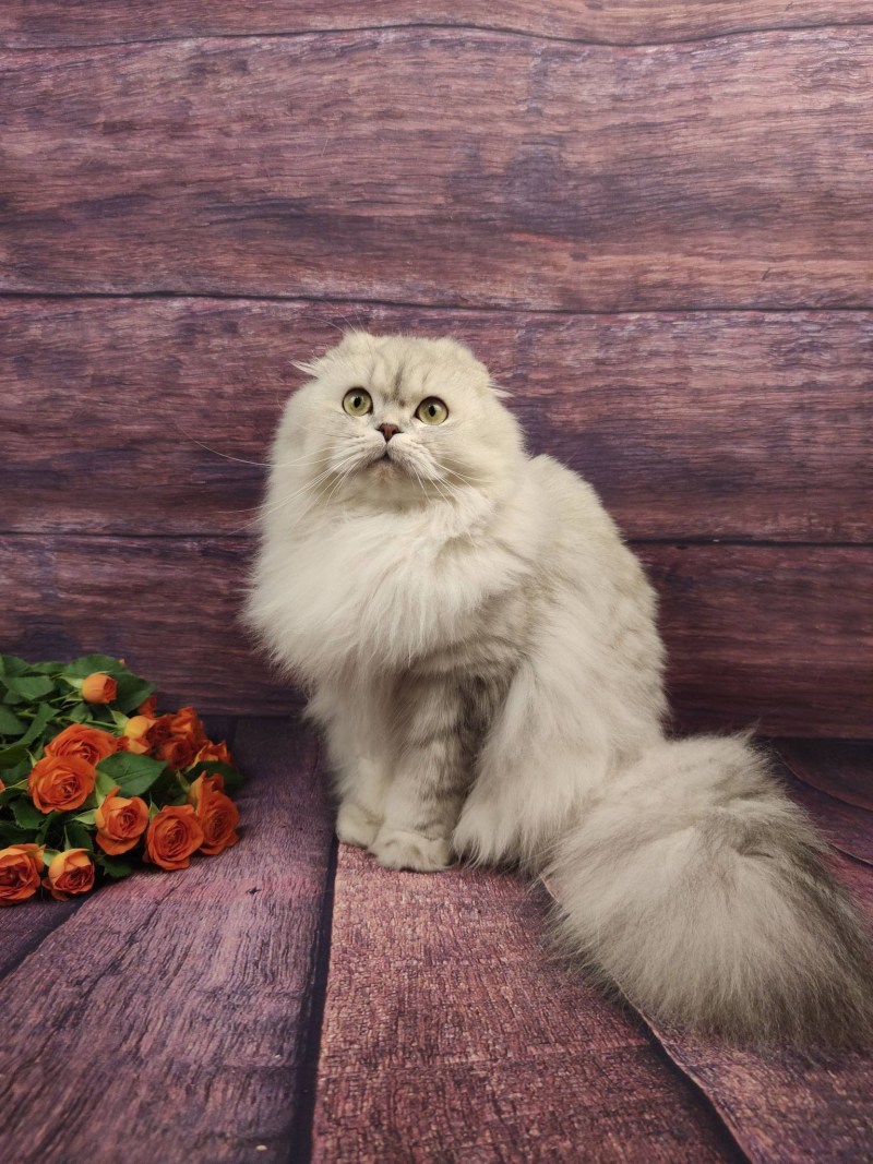 Шотландская вислоухая кошка длинношерстная серая