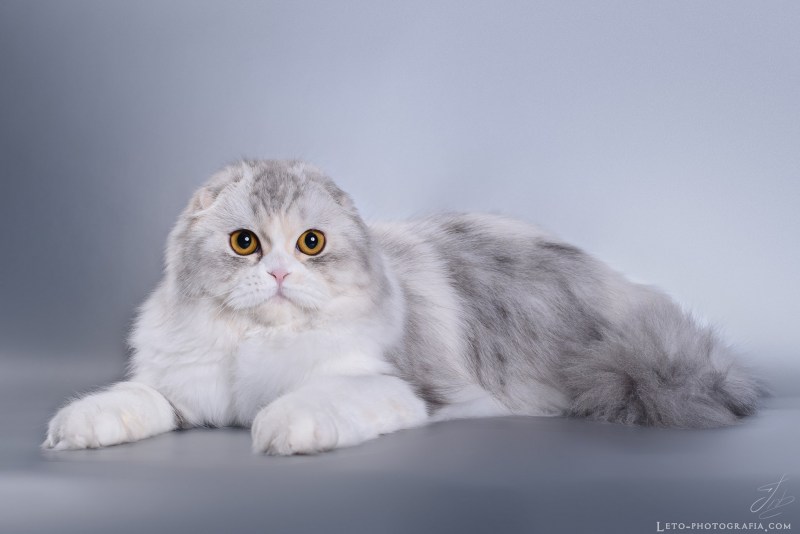 Котята породы хайленд фолд