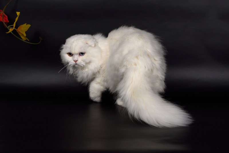 Кот хайленд фолд