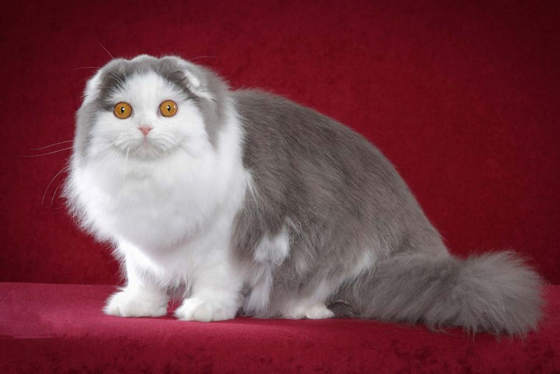 Котята вислоухие хайленд фолд