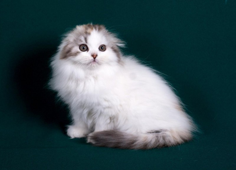 Хайленд фолд кошка
