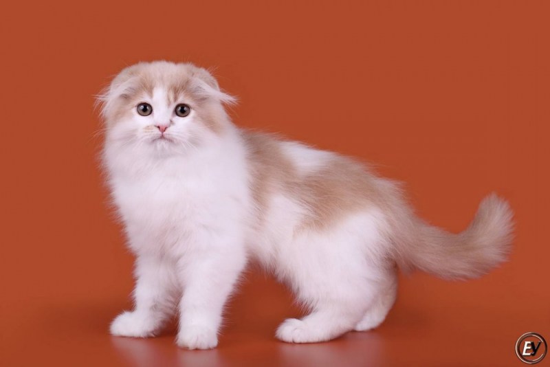 Шотландская вислоухая кошка хайленд