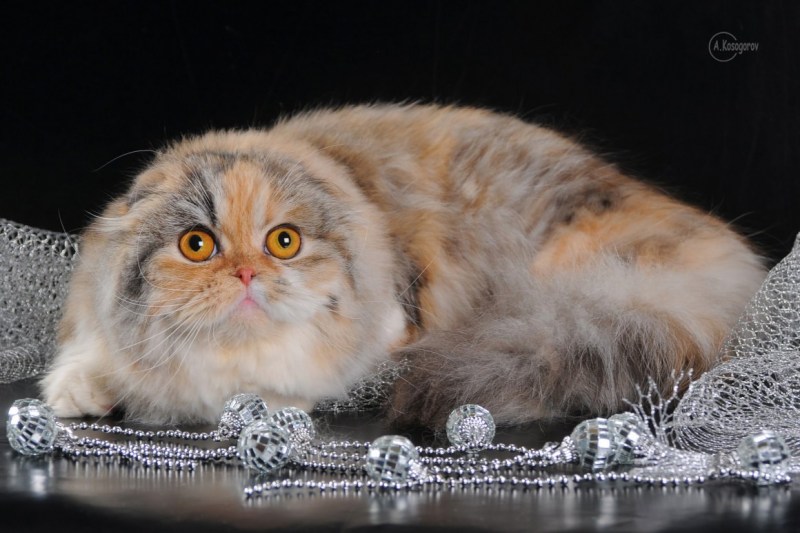 Кот хайленд фолд