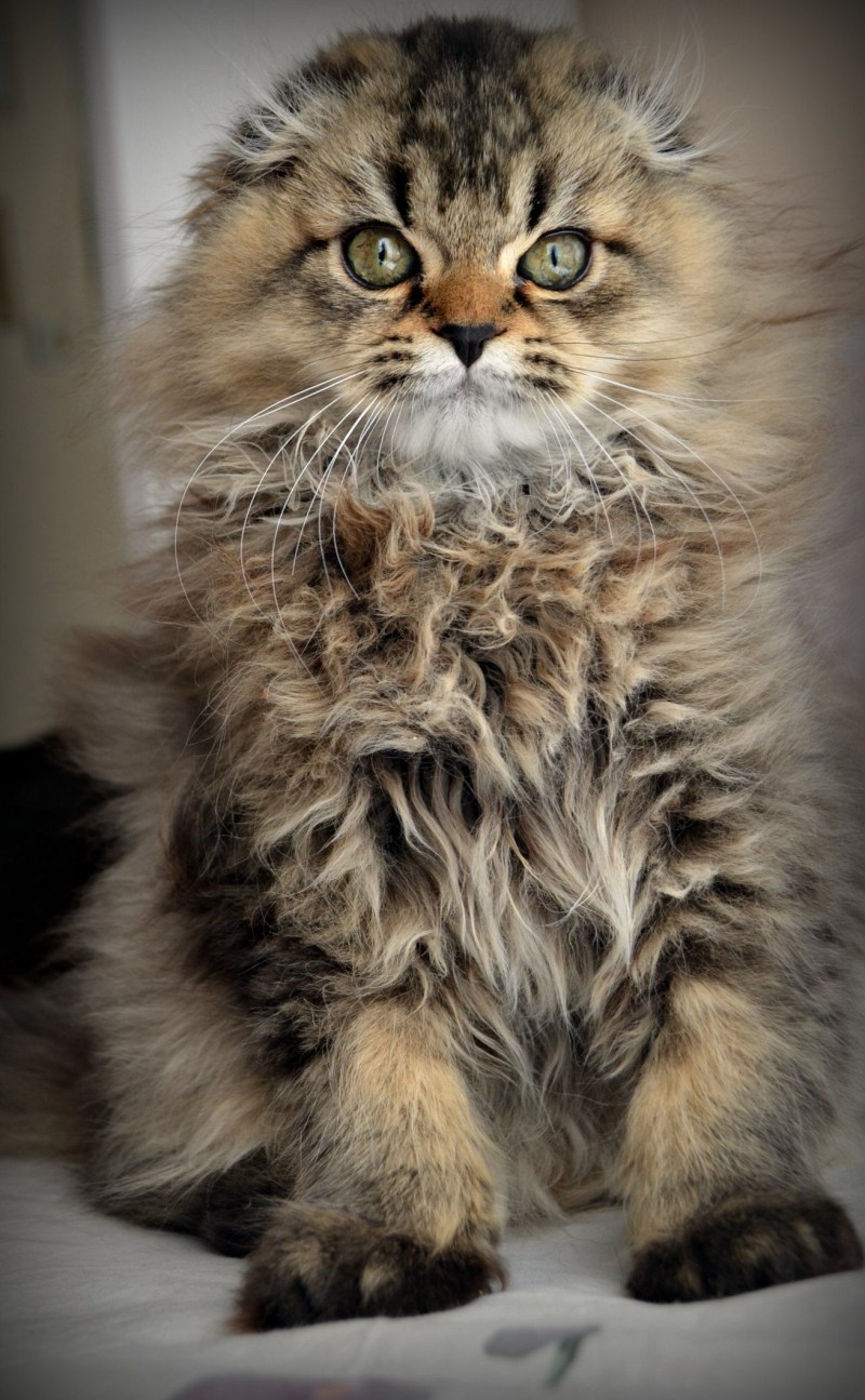 Кот хайленд фолд