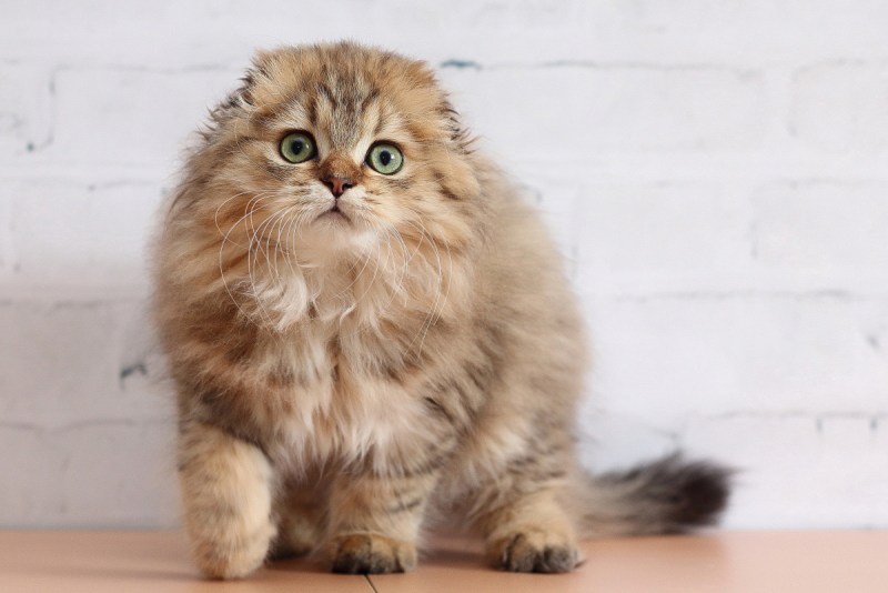 Кот хайленд фолд