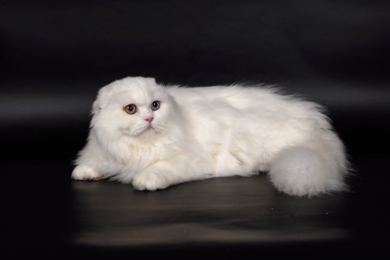 Кот хайленд фолд