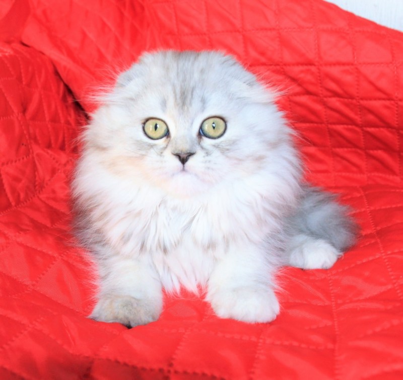 Кошка скоттиш фолд длинношерстный
