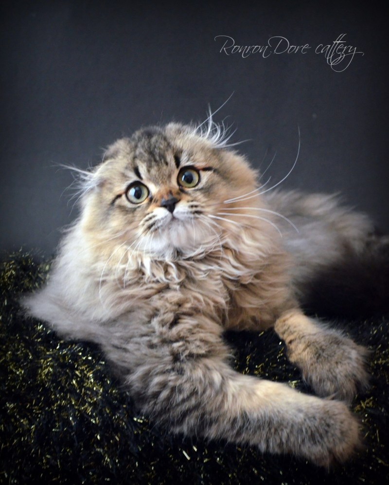 Котята породы хайленд фолд