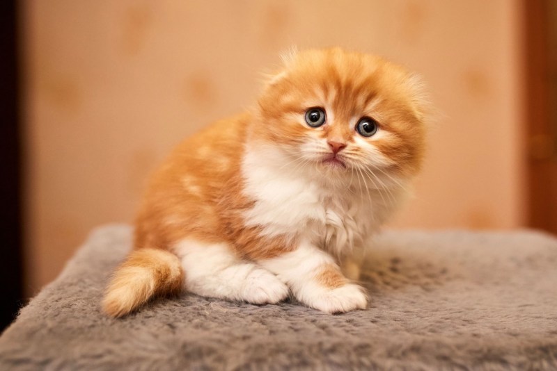 Шотландские котята вислоухие хайленд