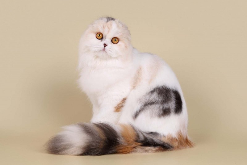 Норвежская вислоухая кошка