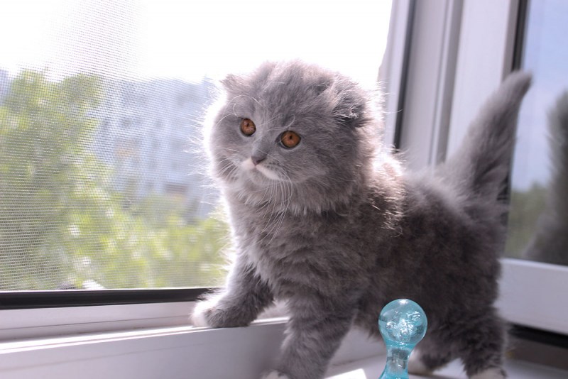 Шотландская вислоухая кошка хайленд