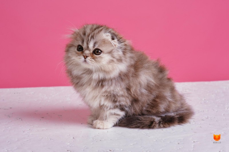 Шотландская вислоухая кошка Сьюзи