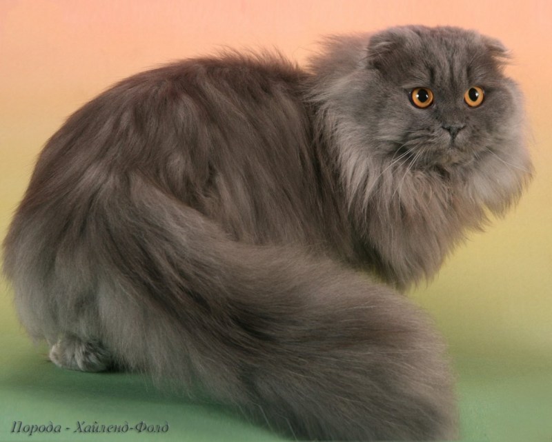 Highland Fold кошка