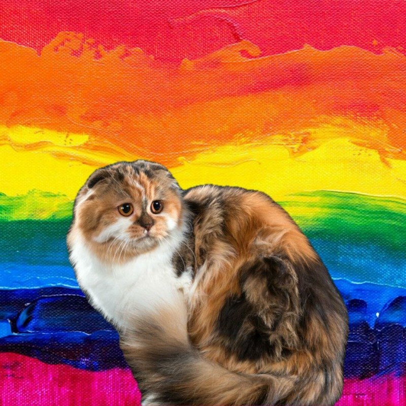 Скоттиш фолд длинношерстный хайленд-фолд