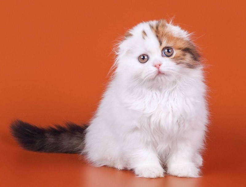 Шотландская кошка хайленд фолд
