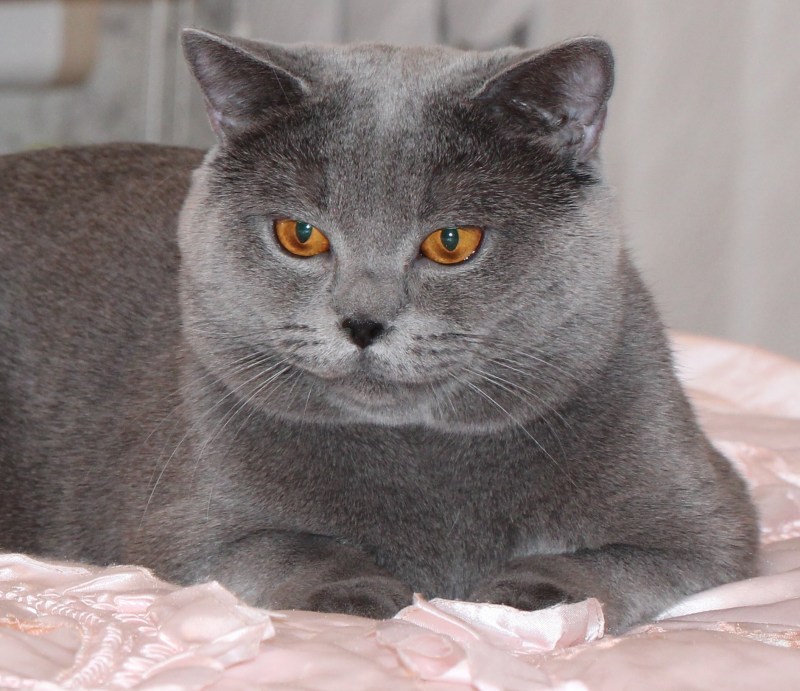 Британская Сибирская шиншилла