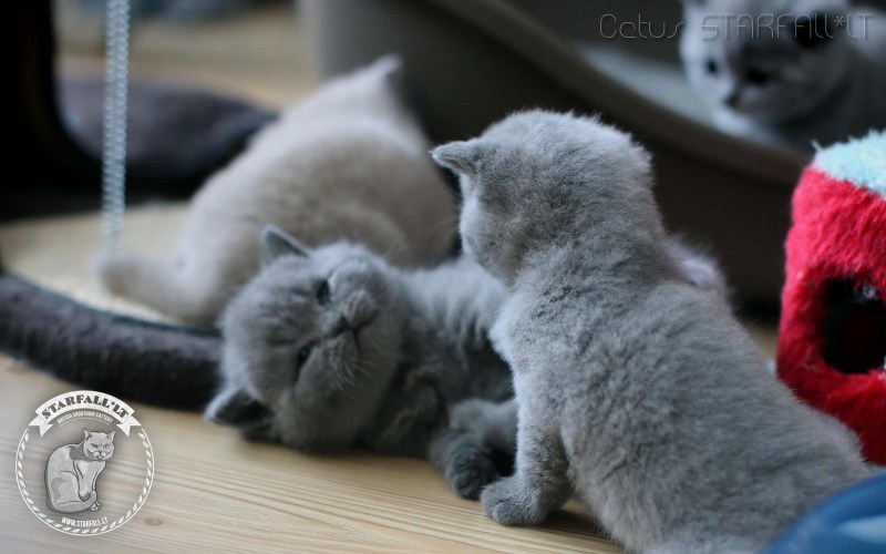 Шотландский короткошерстный кот серый