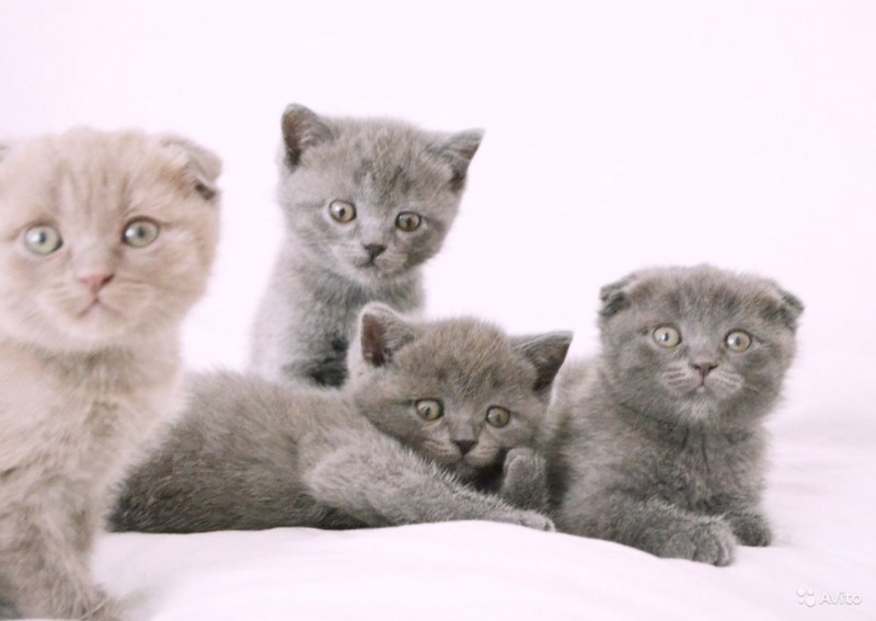 Британские котята as11