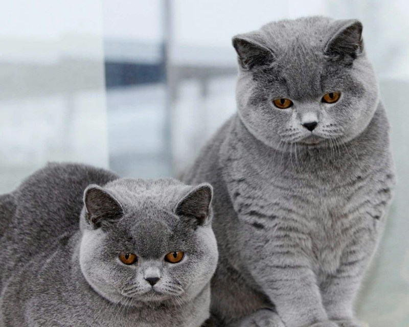 Американская серебристая шиншилла