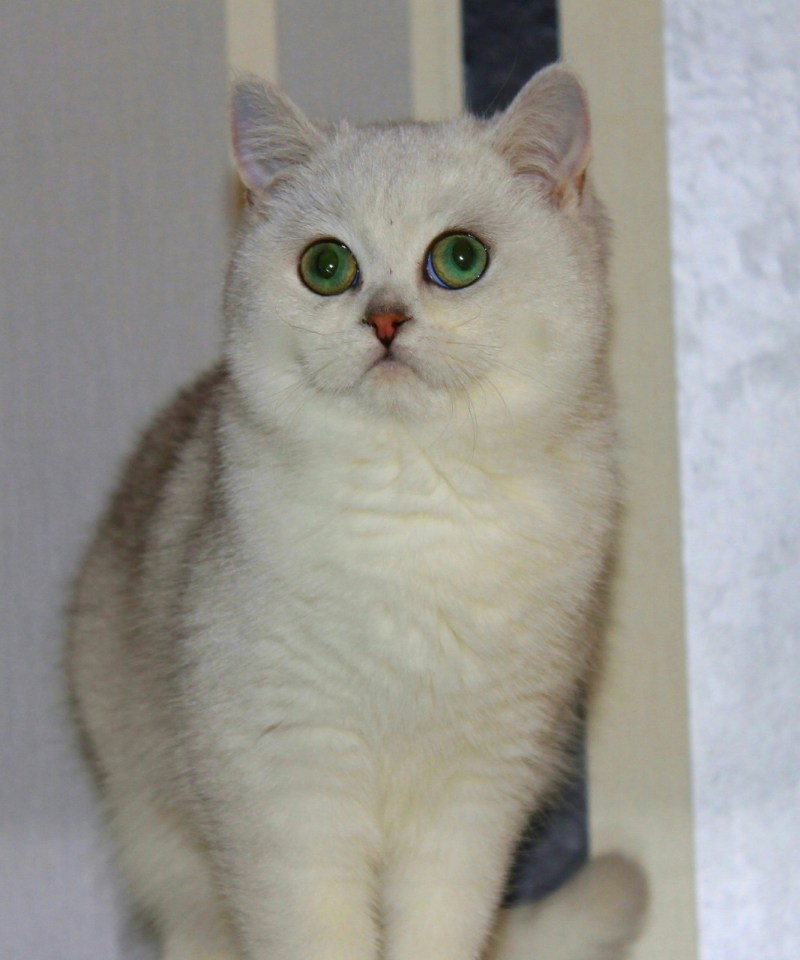 Британский котенок меняет окрас