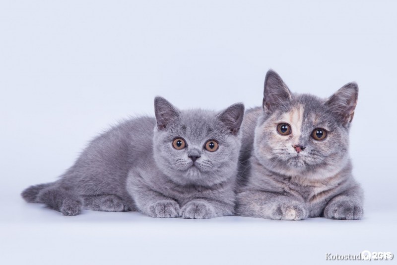 Дымчатый котенок британец