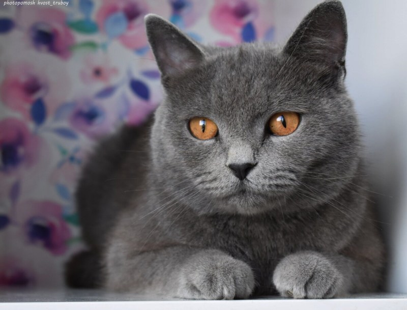 Клички для котов британцев