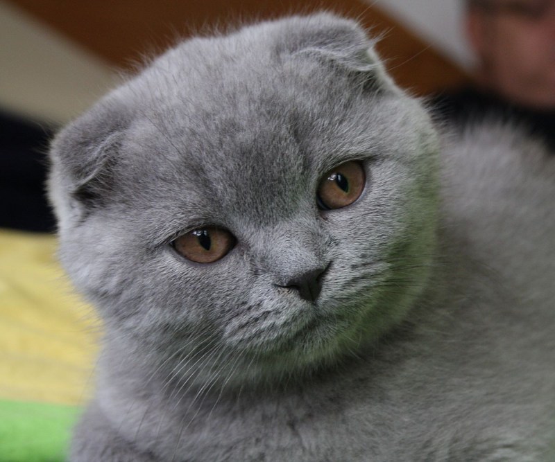 Глаза у британских котят