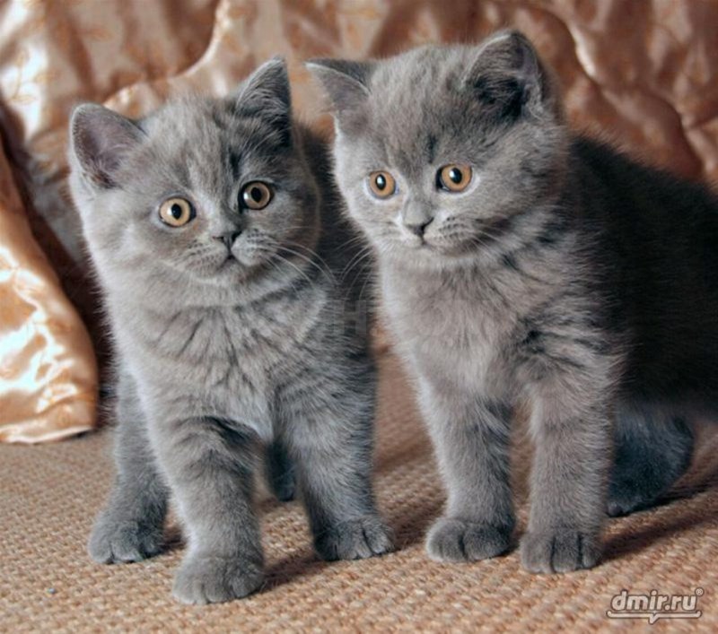 Картезианская кошка фото отличия от британской