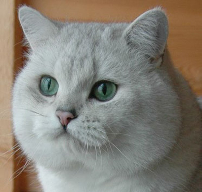 Шатлансктнвислоухая кошка фото рожденные