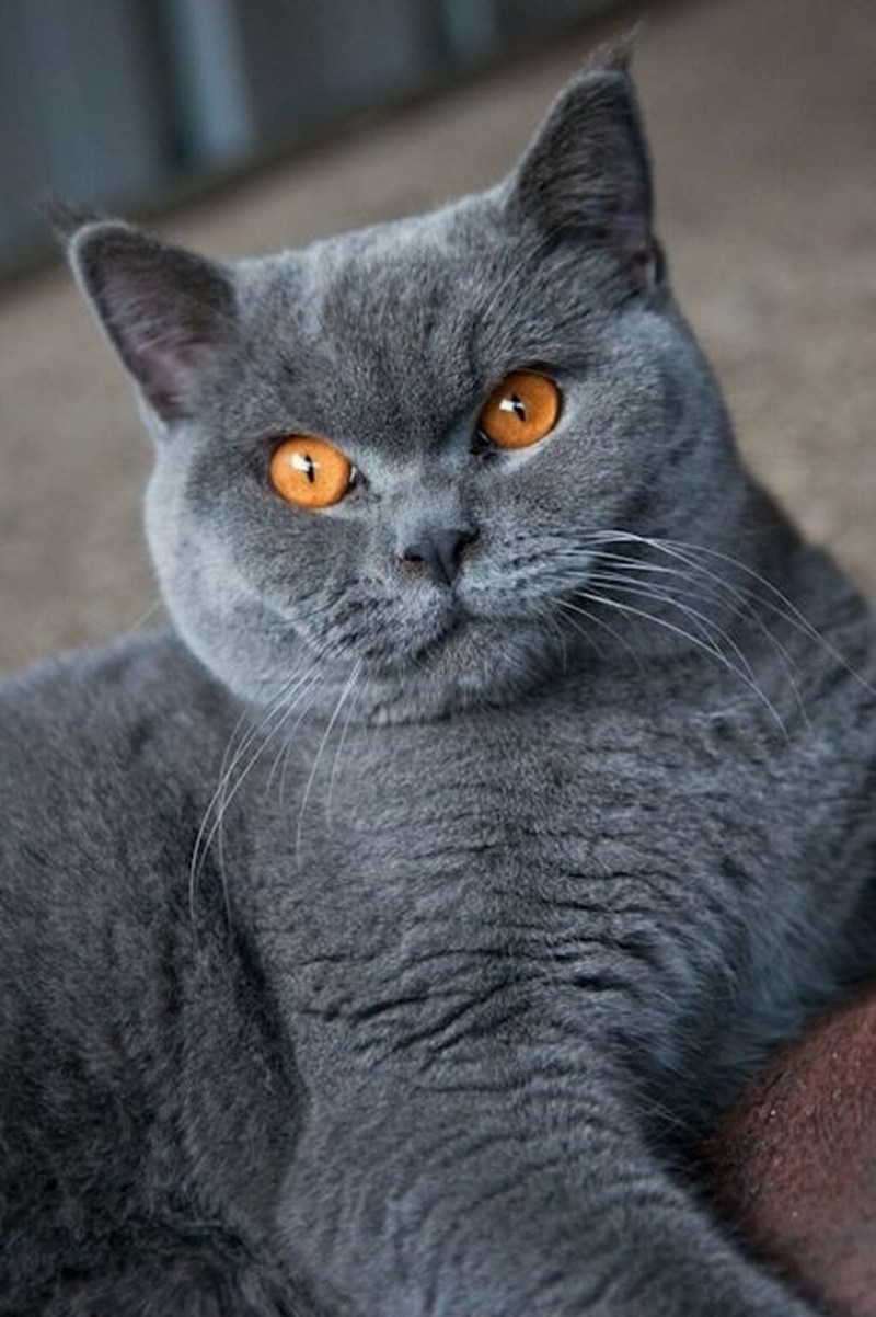 Синяя кошка