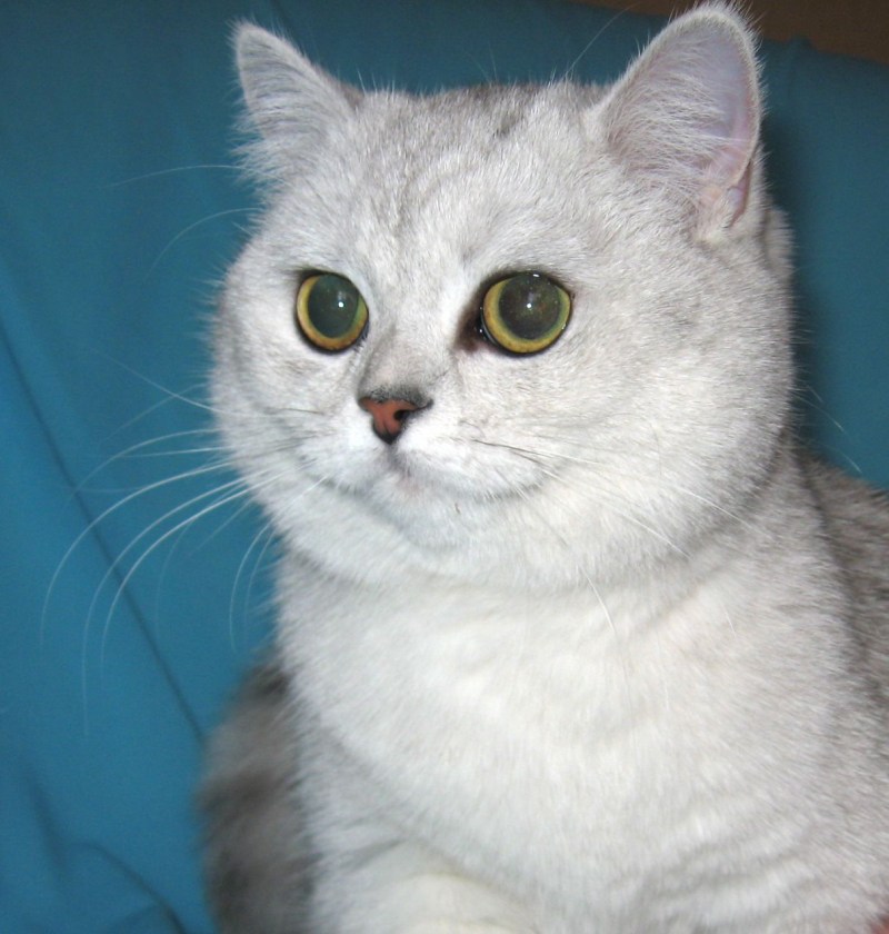 Британская кошка Кьяра