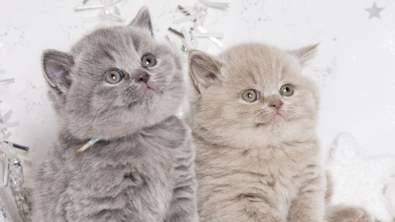 Фото вислоухих котят британцев на заставку