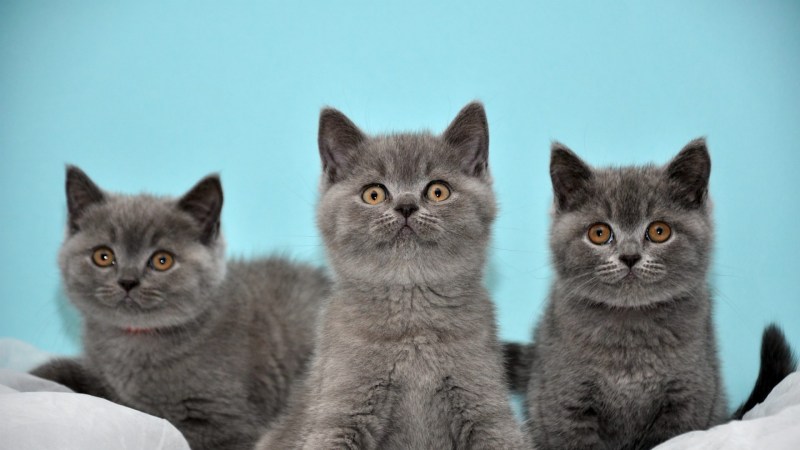 Британская кошка котенок