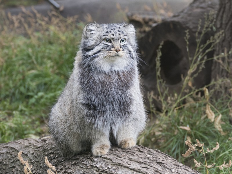 Лесной кот Манул