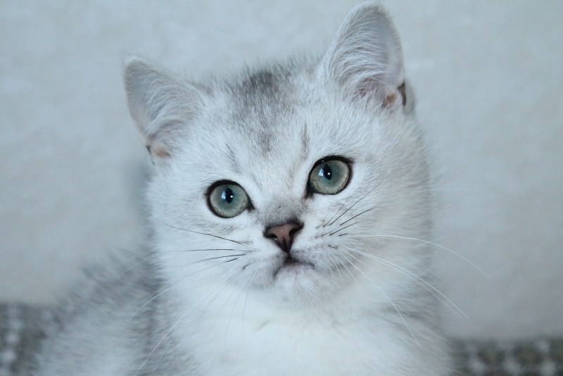 Картезианская кошка британец вислоухий
