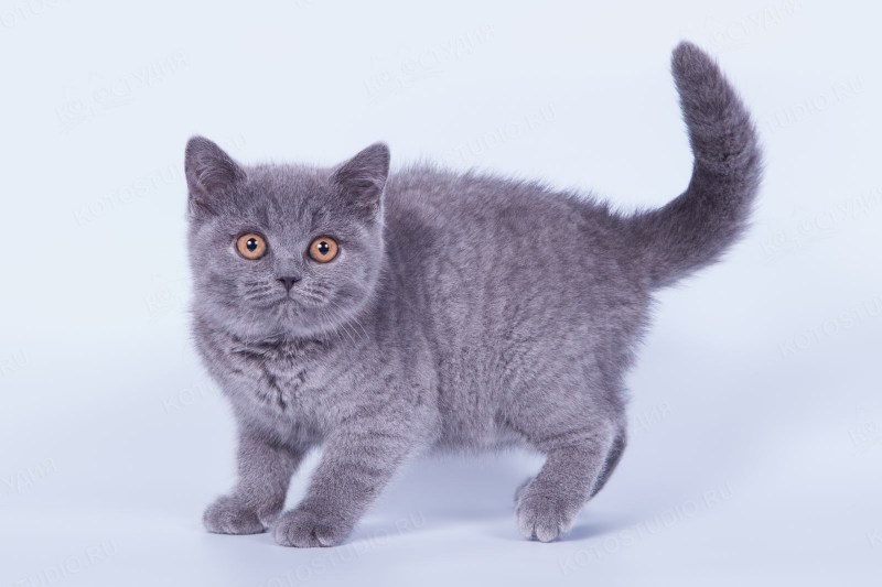 Расцветки глаз у кошек