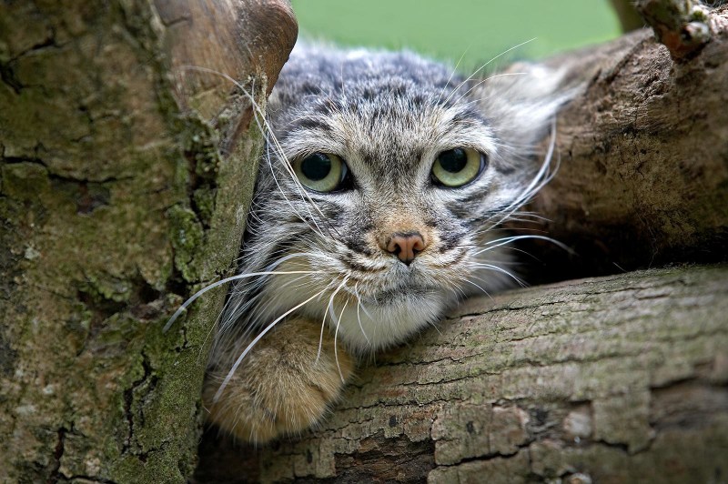 Смешные Дикие кошки