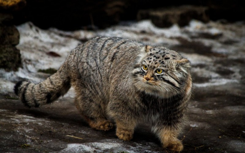 Манул (палласов кот)