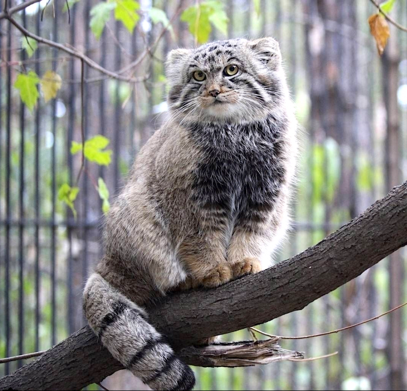 Кот Манул
