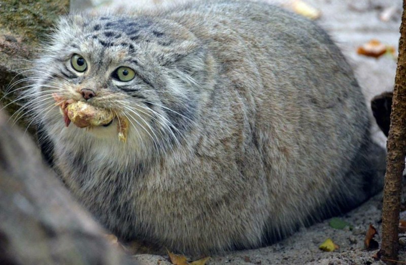Сибирский дикий кот Манул