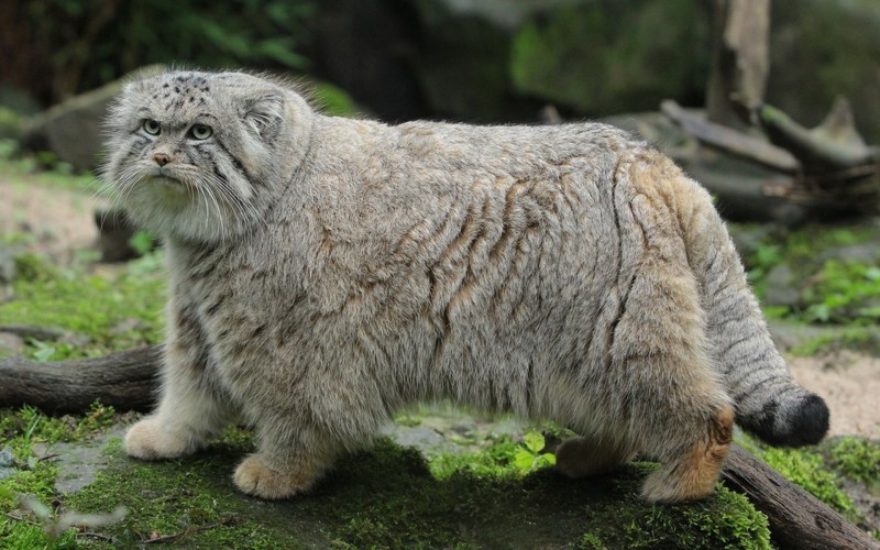 Манул Otocolobus manul