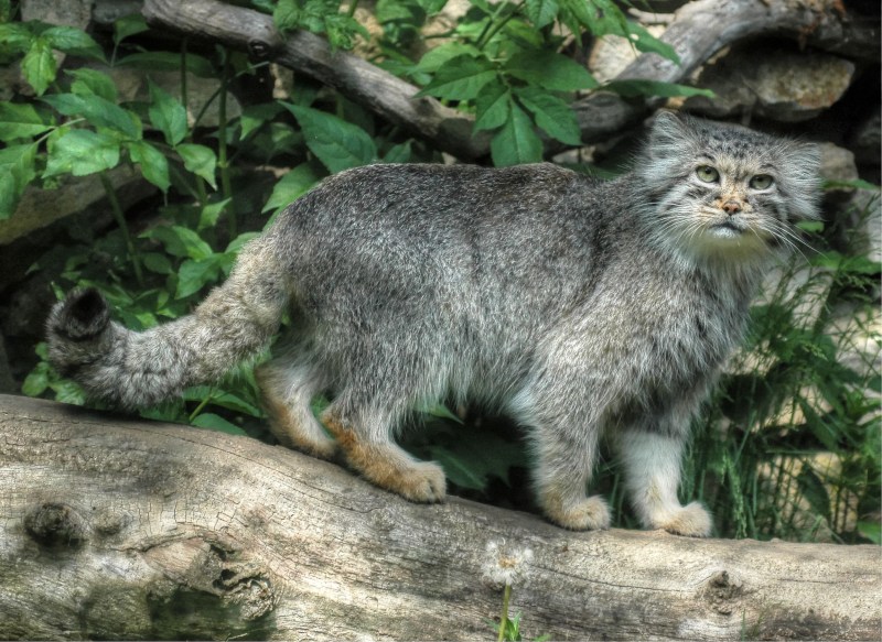 Кот породы Манул